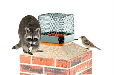 raccoon and sparrow on chimney